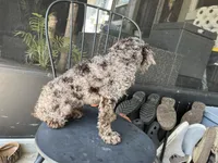 Octavio , a male Poodle - Toy  for sale in Daytona Beach, FL – Photo 6 of 10