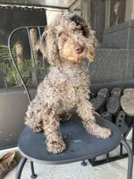 Octavio , a male Poodle - Toy  for sale in Daytona Beach, FL – Photo 2 of 10