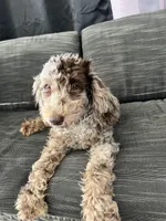 Octavio , a male Poodle - Toy  for sale in Daytona Beach, FL – Photo 8 of 10