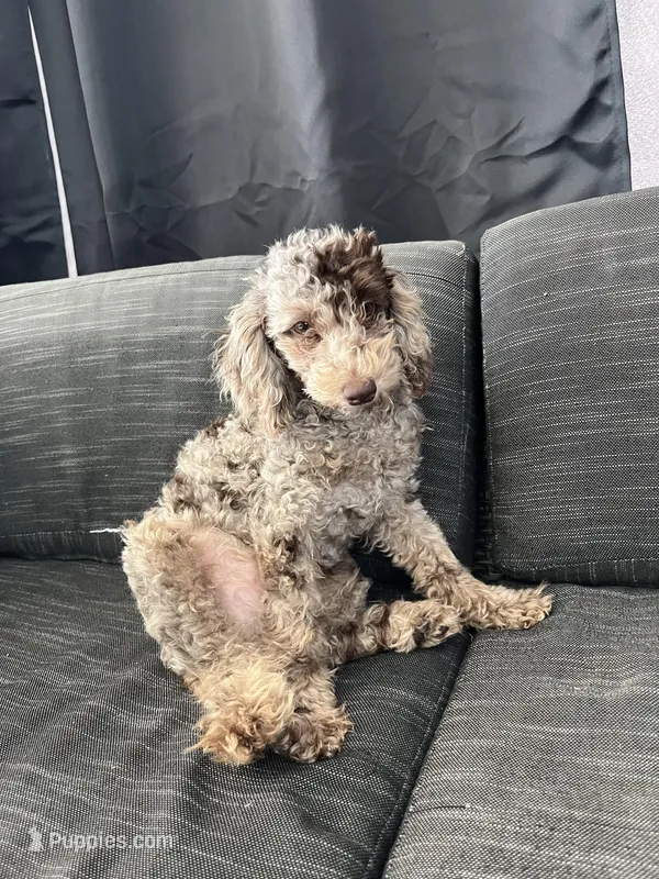 Octavio  – Poodle - Toy  puppy for sale in Daytona Beach, FL