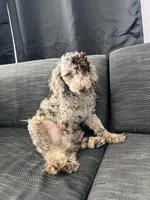 Octavio , a male Poodle - Toy  for sale in Daytona Beach, FL – Photo 9 of 10