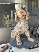 Octavio , a male Poodle - Toy  for sale in Daytona Beach, FL – Photo 4 of 10