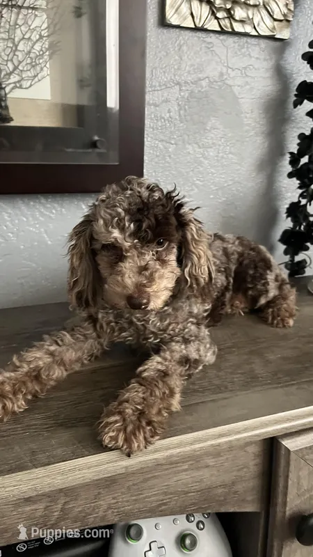 Octavio  – Poodle - Toy  puppy for sale in Daytona Beach, FL