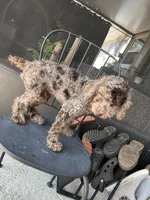 Octavio , a male Poodle - Toy  for sale in Daytona Beach, FL – Photo 3 of 10