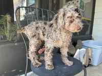 Octavio , a male Poodle - Toy  for sale in Daytona Beach, FL – Photo 1 of 10