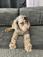 Octavio , a male Poodle - Toy  for sale in Daytona Beach, FL – Photo 7 of 10