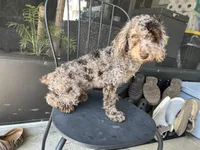 Octavio , a male Poodle - Toy  for sale in Daytona Beach, FL – Photo 5 of 10