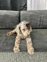 Octavio , a male Poodle - Toy  for sale in Daytona Beach, FL – Photo 10 of 10