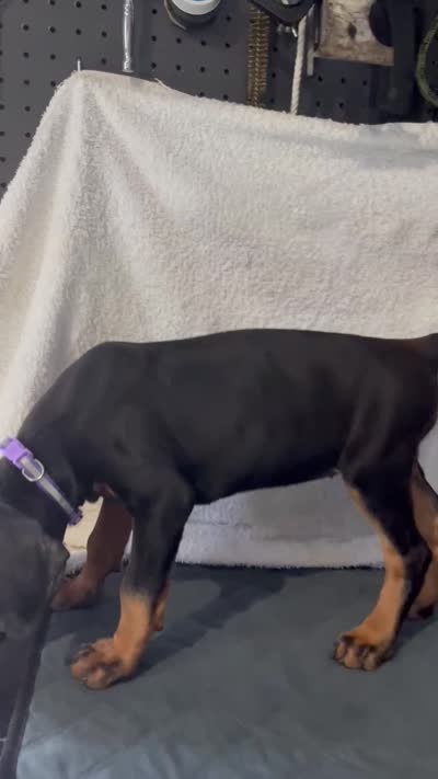 Black rust female purple, a female Doberman Pinscher for sale in Daytona Beach, FL – 3 of 3
