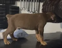 Male red rust, a male Doberman Pinscher for sale in Daytona Beach, FL – 3 of 6
