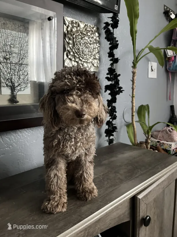 Octavio  – Poodle - Toy  puppy for sale in Daytona Beach, FL