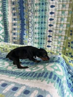 Female Dobie 1, a female Doberman Pinscher for sale in Daytona Beach, FL – Photo 2 of 4