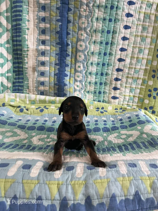 Female Dobie 1 – Doberman Pinscher puppy for sale in Daytona Beach, FL