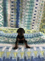 Female Dobie 1, a female Doberman Pinscher for sale in Daytona Beach, FL – Photo 1 of 4