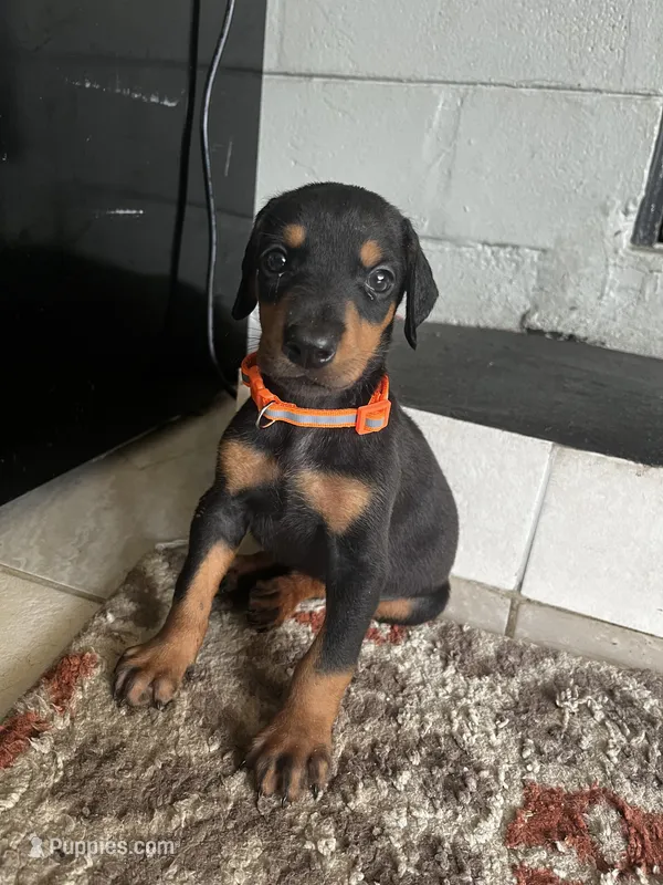 Female dobie 2 – Doberman Pinscher puppy for sale in Daytona Beach, FL