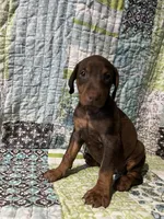 Red rust Female 2, a female Doberman Pinscher for sale in Daytona Beach, FL – 3 of 10