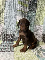 Red rust Female 2, a female Doberman Pinscher for sale in Daytona Beach, FL – 4 of 10