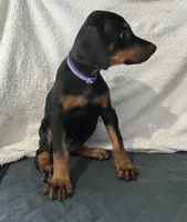 Black rust female purple, a female Doberman Pinscher for sale in Daytona Beach, FL – 1 of 3