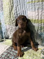 Red rust female 1, a female Doberman Pinscher for sale in Daytona Beach, FL – 2 of 7