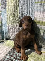 Red rust female 1, a female Doberman Pinscher for sale in Daytona Beach, FL – 3 of 7