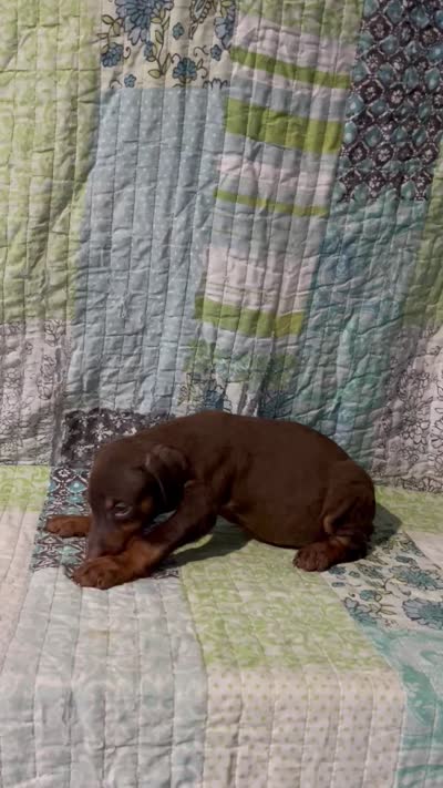 Red rust Female 2, a female Doberman Pinscher for sale in Daytona Beach, FL – 10 of 10
