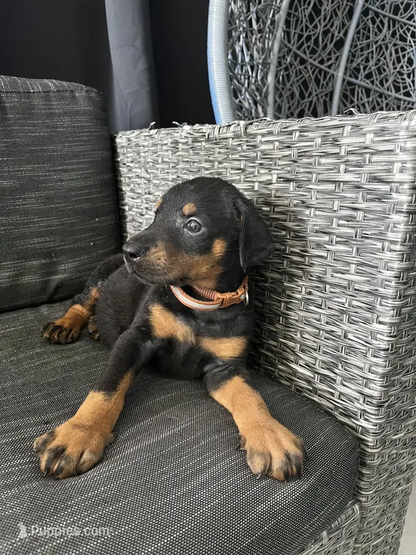 Female Dobie 3 – Doberman Pinscher puppy for sale in Daytona Beach, FL