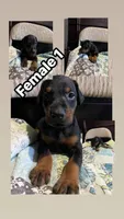 Female dobie 1, a female Doberman Pinscher for sale in Daytona Beach, FL – 5 of 9
