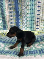 Female dobie 4, a female Doberman Pinscher for sale in Daytona Beach, FL – Photo 1 of 4
