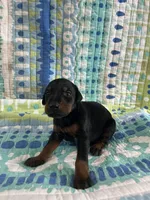 Female dobie 1, a female Doberman Pinscher for sale in Daytona Beach, FL – 8 of 9