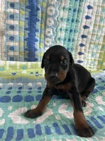 Female dobie 4, a female Doberman Pinscher for sale in Daytona Beach, FL – Photo 2 of 4
