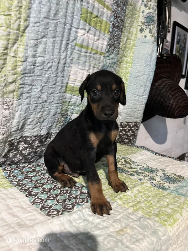 Black rust male – Doberman Pinscher puppy for sale in Daytona Beach, FL