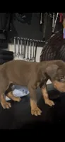 Male red rust, a male Doberman Pinscher for sale in Daytona Beach, FL – 6 of 6