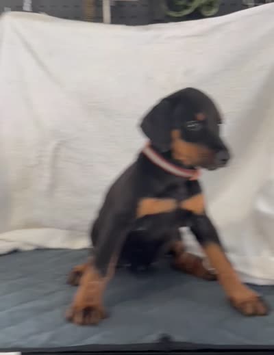 Black rust female Brown, a female Doberman Pinscher for sale in Daytona Beach, FL – 3 of 3