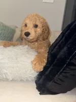 Ítza , a female Miniature Goldendoodle for sale in Houston, TX – 2 of 5