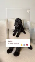 Petra, a male Goldendoodle for sale in Houston, TX – 3 of 7
