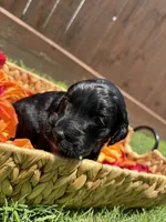 Indy, a female Goldendoodle for sale in Houston, TX – 5 of 5