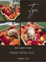 Ítza , a female Miniature Goldendoodle for sale in Houston, TX – 5 of 5