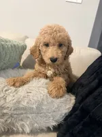 Ítza , a female Miniature Goldendoodle for sale in Houston, TX – 3 of 5