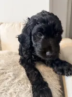 Indy, a female Goldendoodle for sale in Houston, TX – 1 of 5