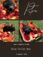 Petra, a male Goldendoodle for sale in Houston, TX – 5 of 7