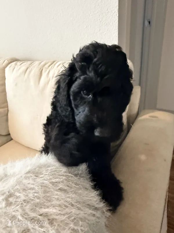 Petra – Goldendoodle puppy for sale in Houston, TX