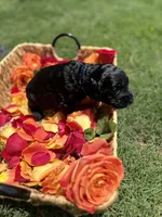 Petra, a male Goldendoodle for sale in Houston, TX – 6 of 7