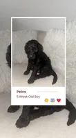 Petra, a male Goldendoodle for sale in Houston, TX – 4 of 7