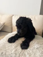 Petra, a male Goldendoodle for sale in Houston, TX – 2 of 7