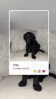 Indy, a female Goldendoodle for sale in Houston, TX – 3 of 5