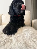 Indy, a female Goldendoodle for sale in Houston, TX – 2 of 5