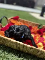 Petra, a male Goldendoodle for sale in Houston, TX – 7 of 7