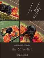 Indy, a female Goldendoodle for sale in Houston, TX – 4 of 5