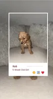 Ítza , a female Miniature Goldendoodle for sale in Houston, TX – 4 of 5
