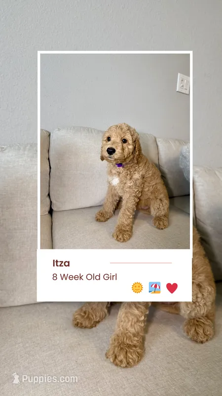 Ítza  – Miniature Goldendoodle puppy for sale in Houston, TX
